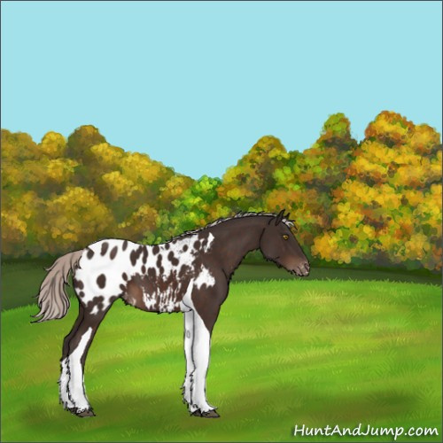 Horse Color:Silver Brown Tobiano Appaloosa 