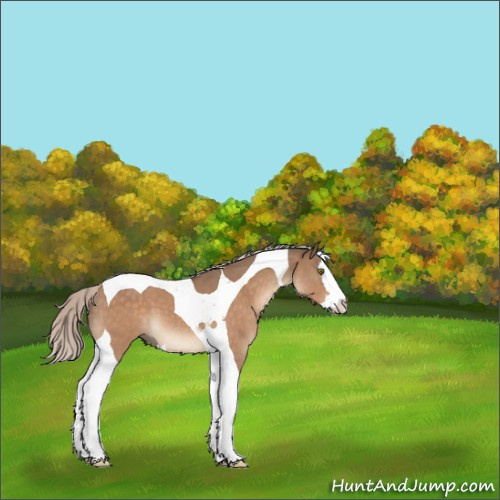 Horse Color:Silver Brown Roan Dun Splash Tobiano 