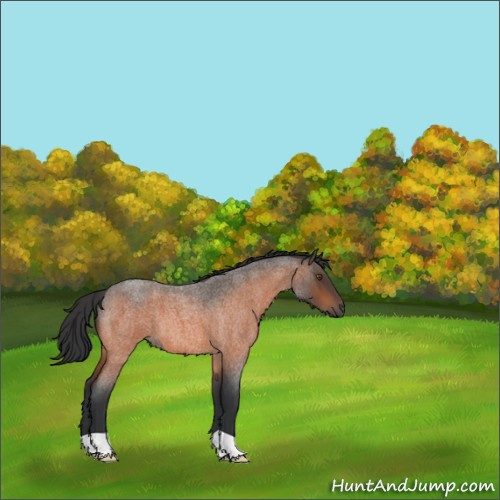 Horse Color:Bay Roan 