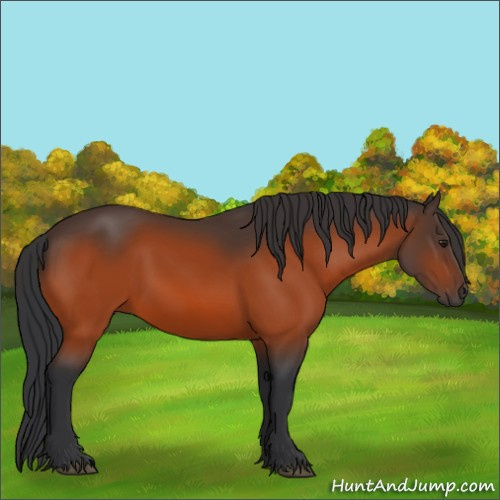 Horse Color:Brown 