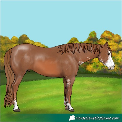 Horse Color:Chestnut Sabino Rabicano