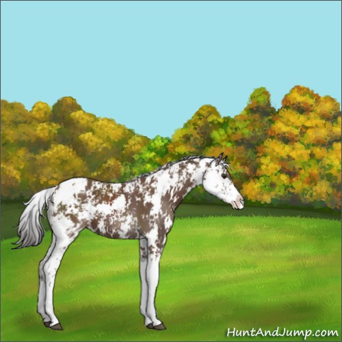 Horse Color:Bay Sabino 