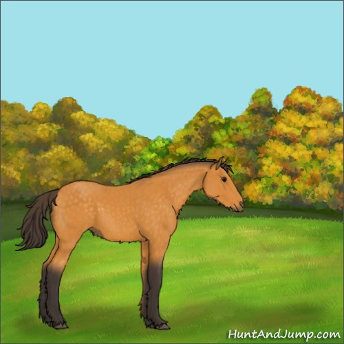 Horse Color:Buckskin Sabino Rabicano