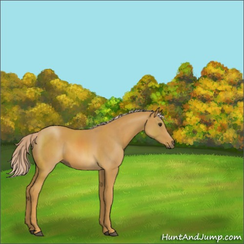 Horse Color:Palomino Sabino 
