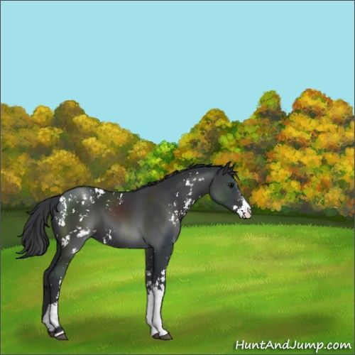 Horse Color:Black Sabino 