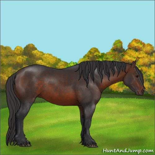 Horse Color:Brown Sabino 