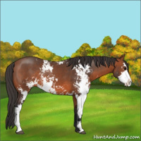 Horse Color:Bay Sabino Rabicano 
