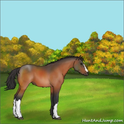 Horse Color:Bay 