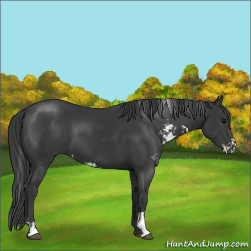 Horse Color:Black Sabino