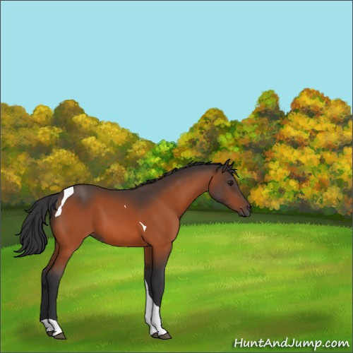 Horse Color:Brown Tobiano