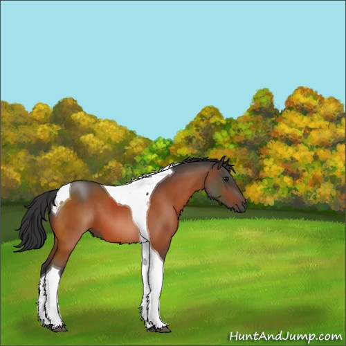 Horse Color:Brown Tobiano