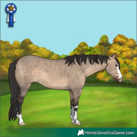 Horse Color:Brown Dun