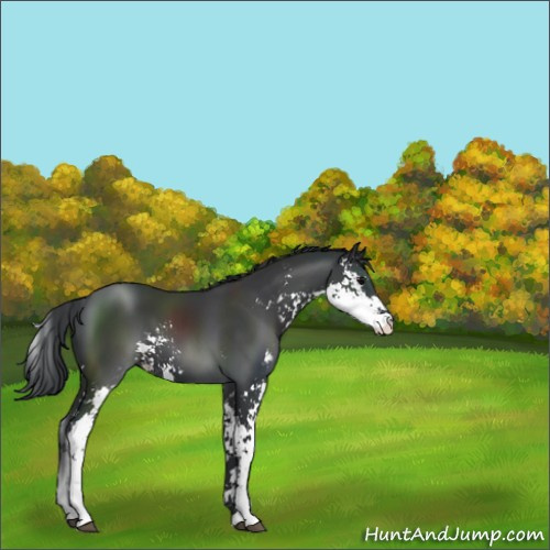 Horse Color:Black Sabino