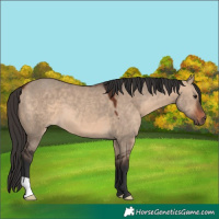 Horse Color:Bay Dun 
