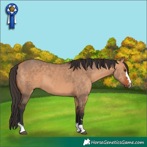 Horse Color:Bay Dun 