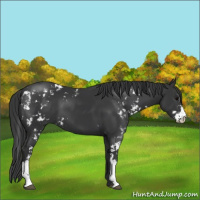 Horse Color:Black Sabino 