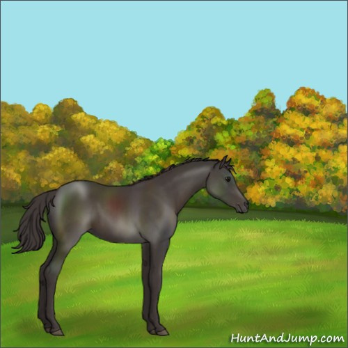 Horse Color:Smoky Black Sabino