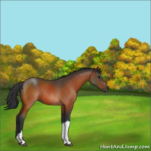 Horse Color:Brown 
