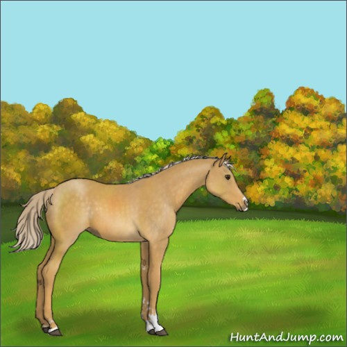 Horse Color:Palomino Sabino
