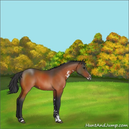 Horse Color:Bay Sabino 