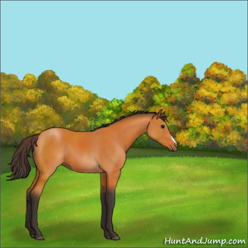 Horse Color:Buckskin 