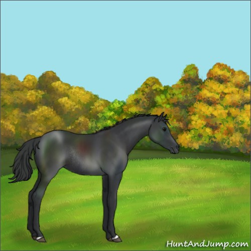 Horse Color:Black Sabino Rabicano 