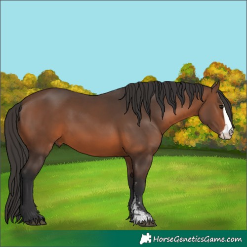 Horse Color:Brown Sabino 