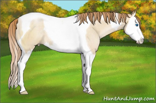 Horse Color:Smoky Grullo Pearl Splash Tobiano Rabicano 