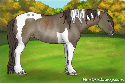 Horse Color:Smoky Grullo Tobiano Appaloosa Rabicano 