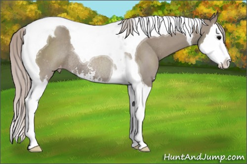 Horse Color:Silver Grullo Sabino Splash Tobiano Appaloosa Rabicano 