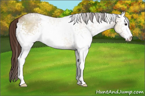 Horse Color:White Spotted Buckskin Dun Sabino Varnish 