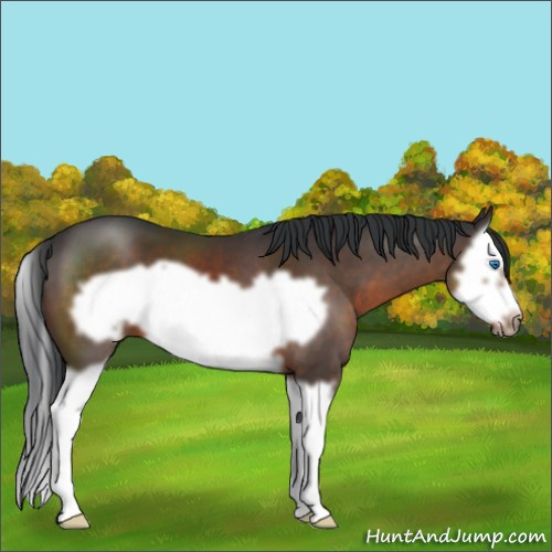 Horse Color:Brown Splash Frame 