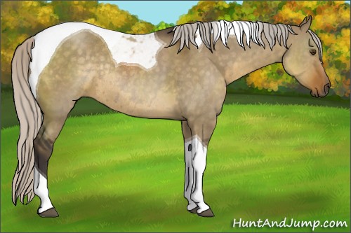 Horse Color:Silver Smoky Grullo Sabino Tobiano Rabicano 