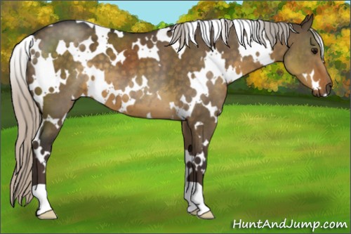 Horse Color:White Spotted Silver Smoky Grullo 