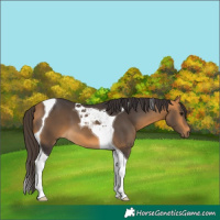 Horse Color:Buckskin Tobiano 