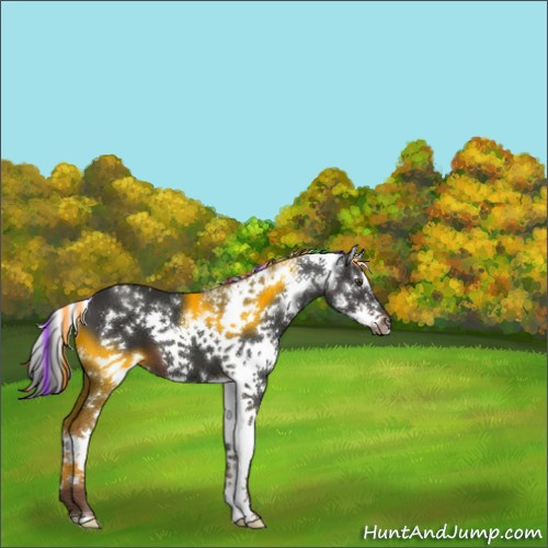 Horse Color:Painted White Spotted Liver Chestnut Splash Frame 