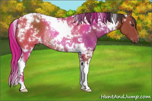 Horse Color:White Spotted Bay Tobiano Rabicano 