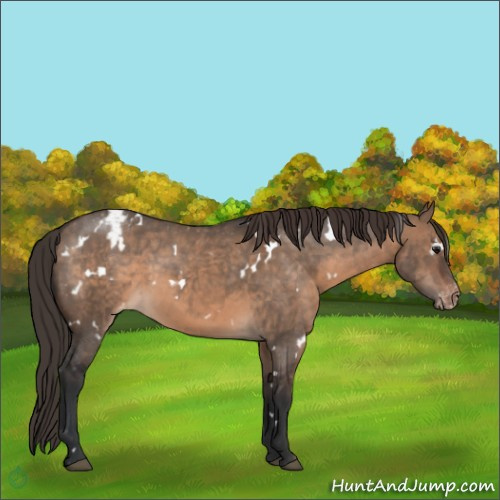Horse Color:White Spotted Brown Dun Appaloosa 