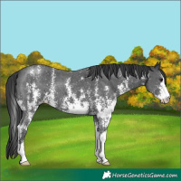 Horse Color:Black Sabino Appaloosa 