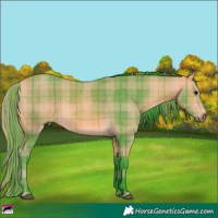 Horse Color:Watercolor Plaid  Buckskin 