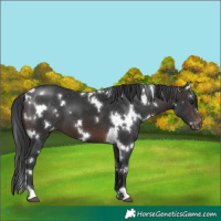 Horse Color:White Spotted Brown Appaloosa 
