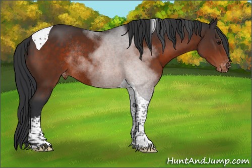 Horse Color:Brown Sabino Tobiano Appaloosa Rabicano 