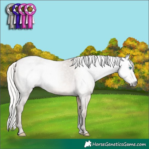 Horse Color:Gray Silver Perlino Sabino Appaloosa Rabicano 