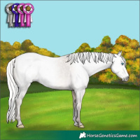 Horse Color:Gray Silver Perlino Sabino Appaloosa Rabicano