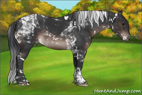Horse Color:White Spotted Brown Mushroom Tobiano Appaloosa Rabicano 