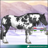 Horse Color:White Spotted Black