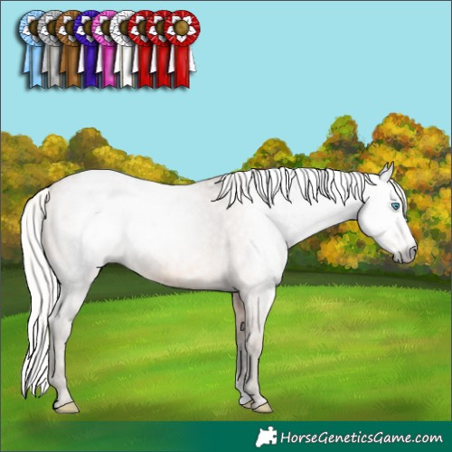 Horse Color:Gray Silver Perlino Sabino Appaloosa Rabicano 