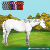 Horse Color:Gray Silver Perlino Sabino Blanket Rabicano 