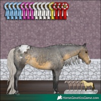 Horse Color:Silver Buckskin Sabino Appaloosa Rabicano 