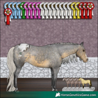 Horse Color:Silver Buckskin Sabino Appaloosa Rabicano